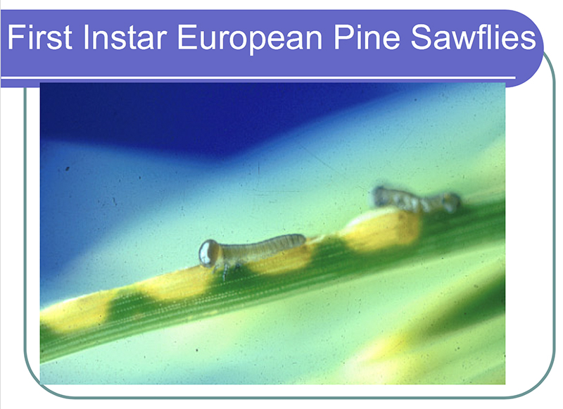 pine sawfly instar