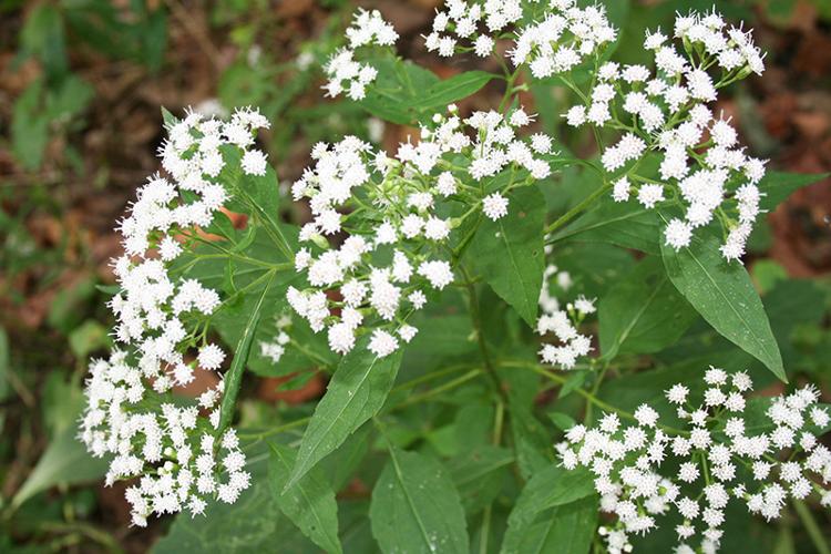 White snakeroot flower