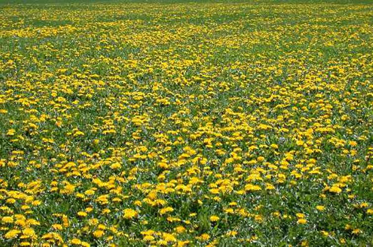 dandelion blooming