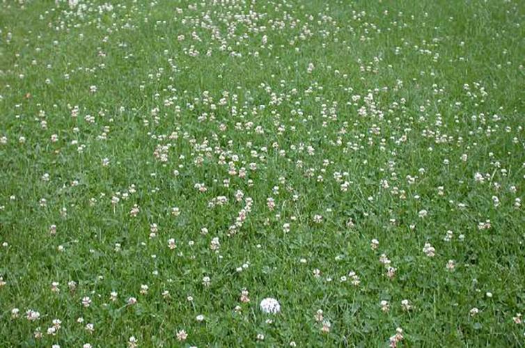 white clover blooming