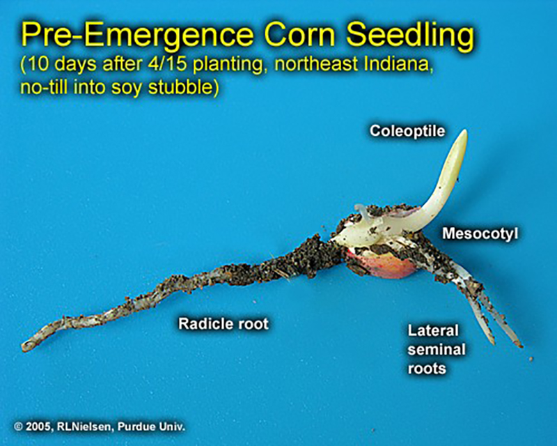 pre emergence corn