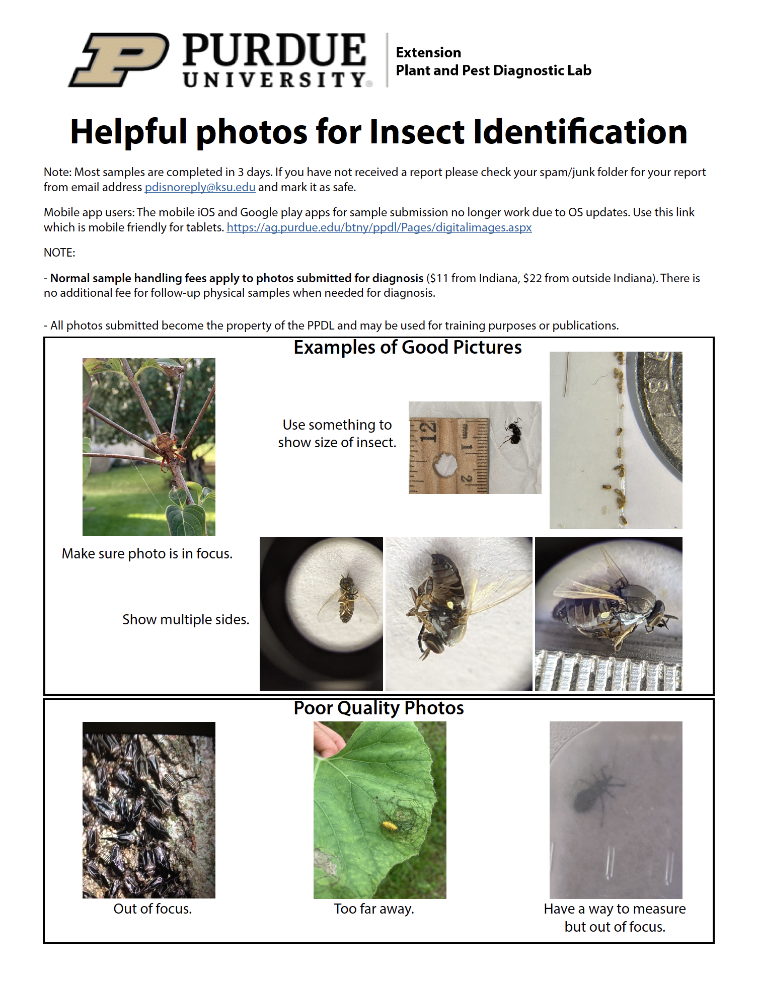 insect pictures