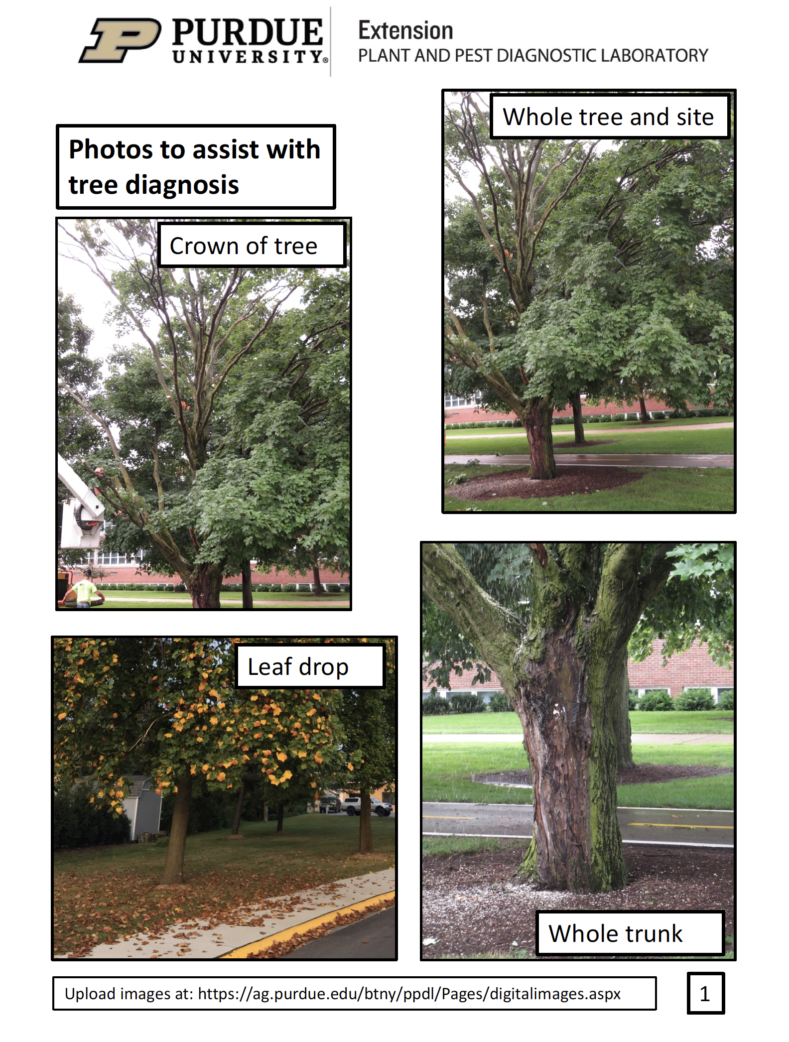 tree pictures