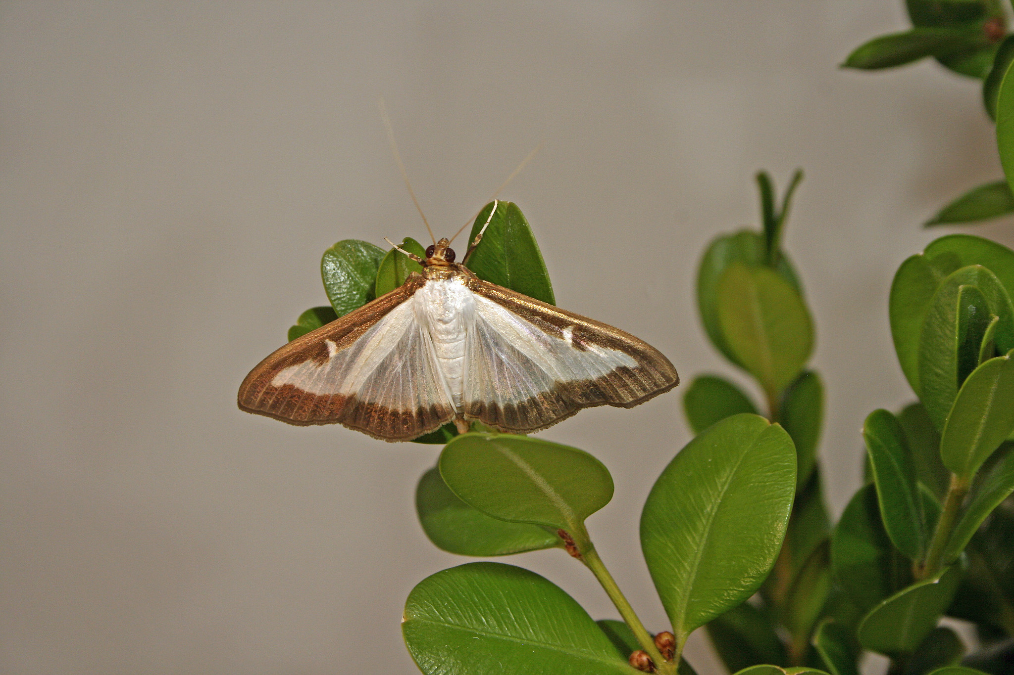 box-tree-moth.jpg