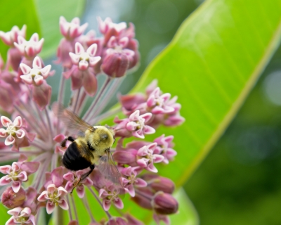 bee on flower