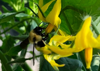 pollination services article