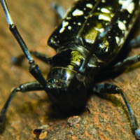 Asian long-horned beetle