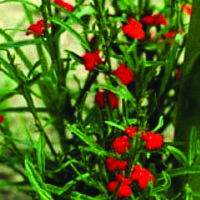 Asiatic witchweed