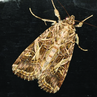 Cotton cutworm