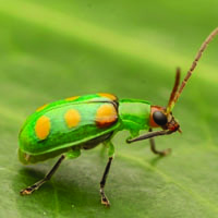 Cucurbit beetle