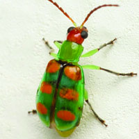 Cucurbit beetle