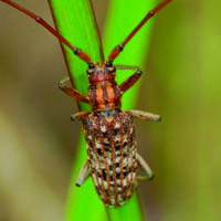 Japanese pine sawyer beetle
