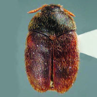 Khapra beetle