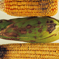 Late wilt of corn