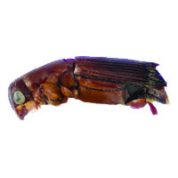 Oak ambrosia beetle