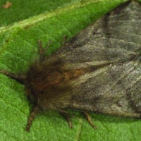Oak processionary moth