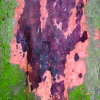 Beech bleeding canker