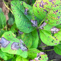 Red leaf blotch