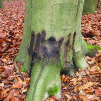Sudden oak death