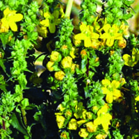 Yellow witchweed