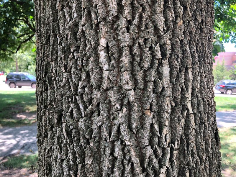 ash tree bark close-up