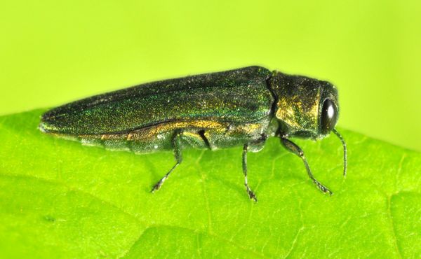 adult emerald ash borer