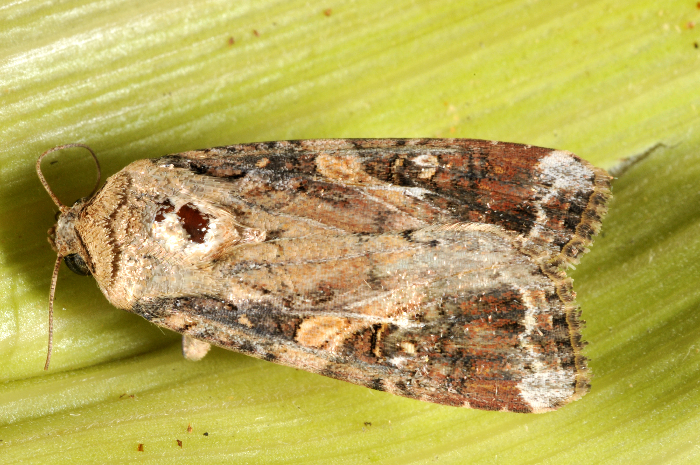 adult (moth)
