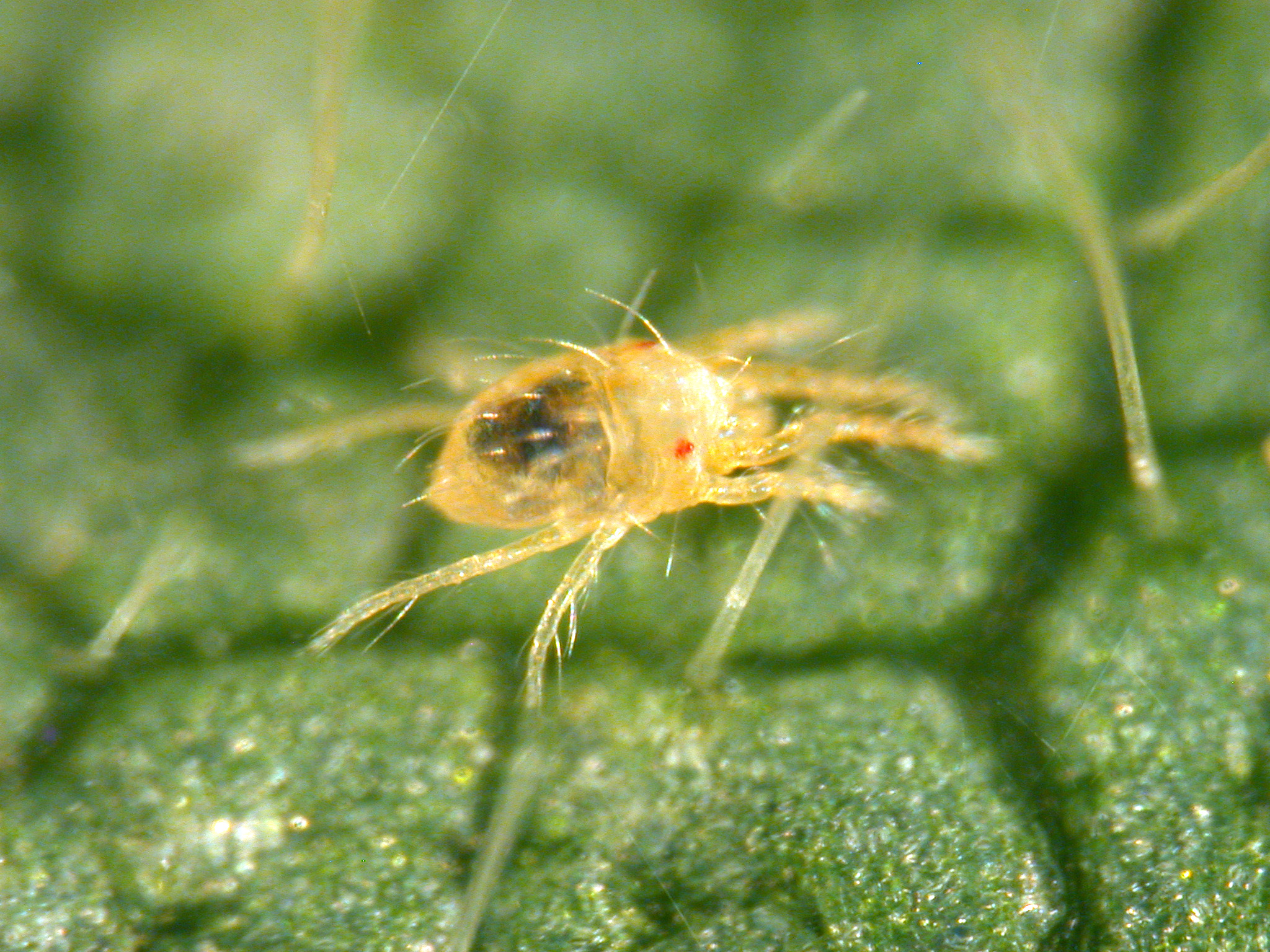 two-spotted spider mite