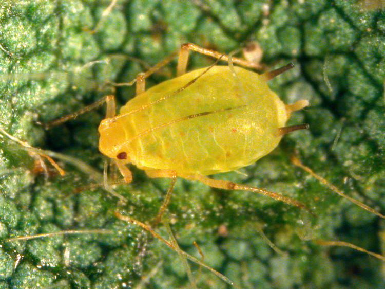 soybean aphid