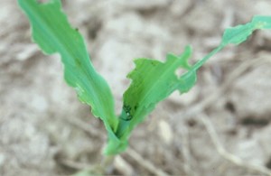 Corn plant damaged by Armyworm