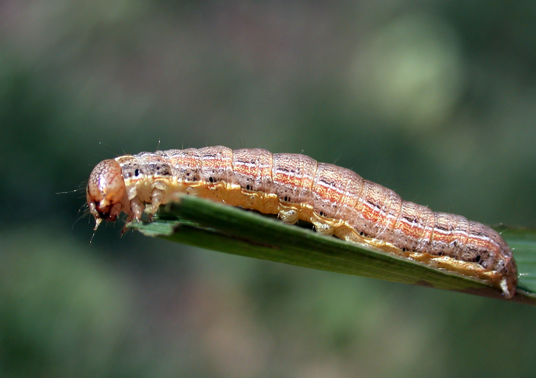 Armyworm larva on a blade of grass