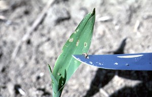 Young larva and leaf damage