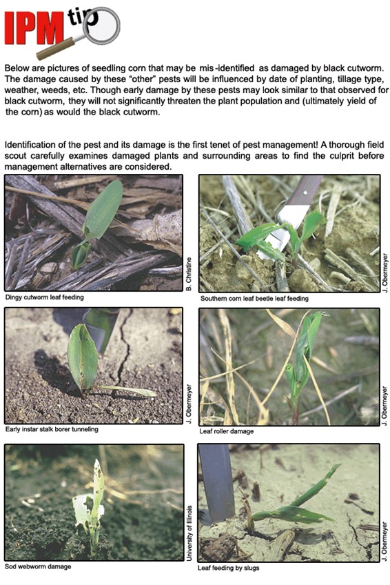 Black cutworm IPM tip