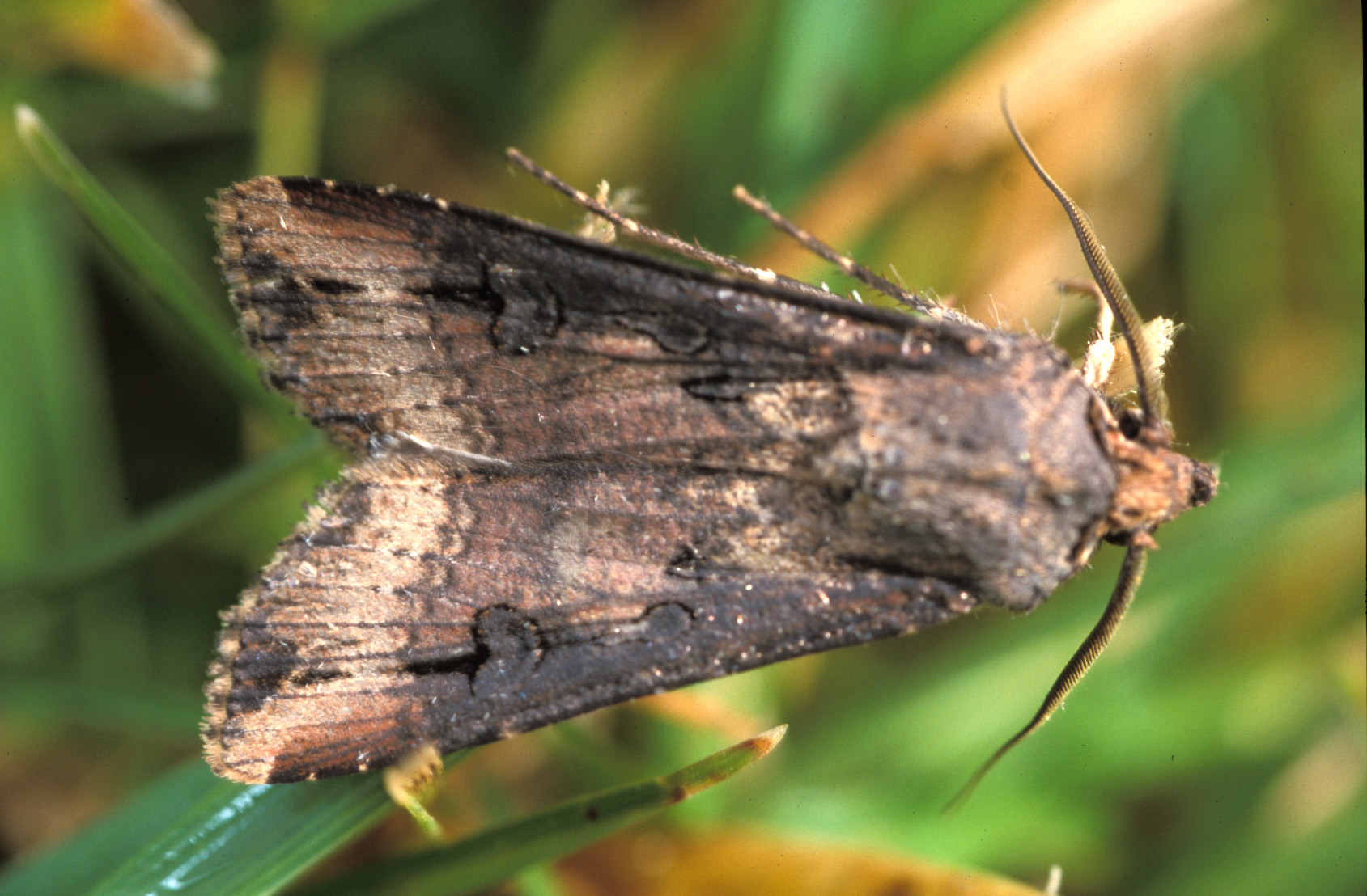 Adult black cutworm moth