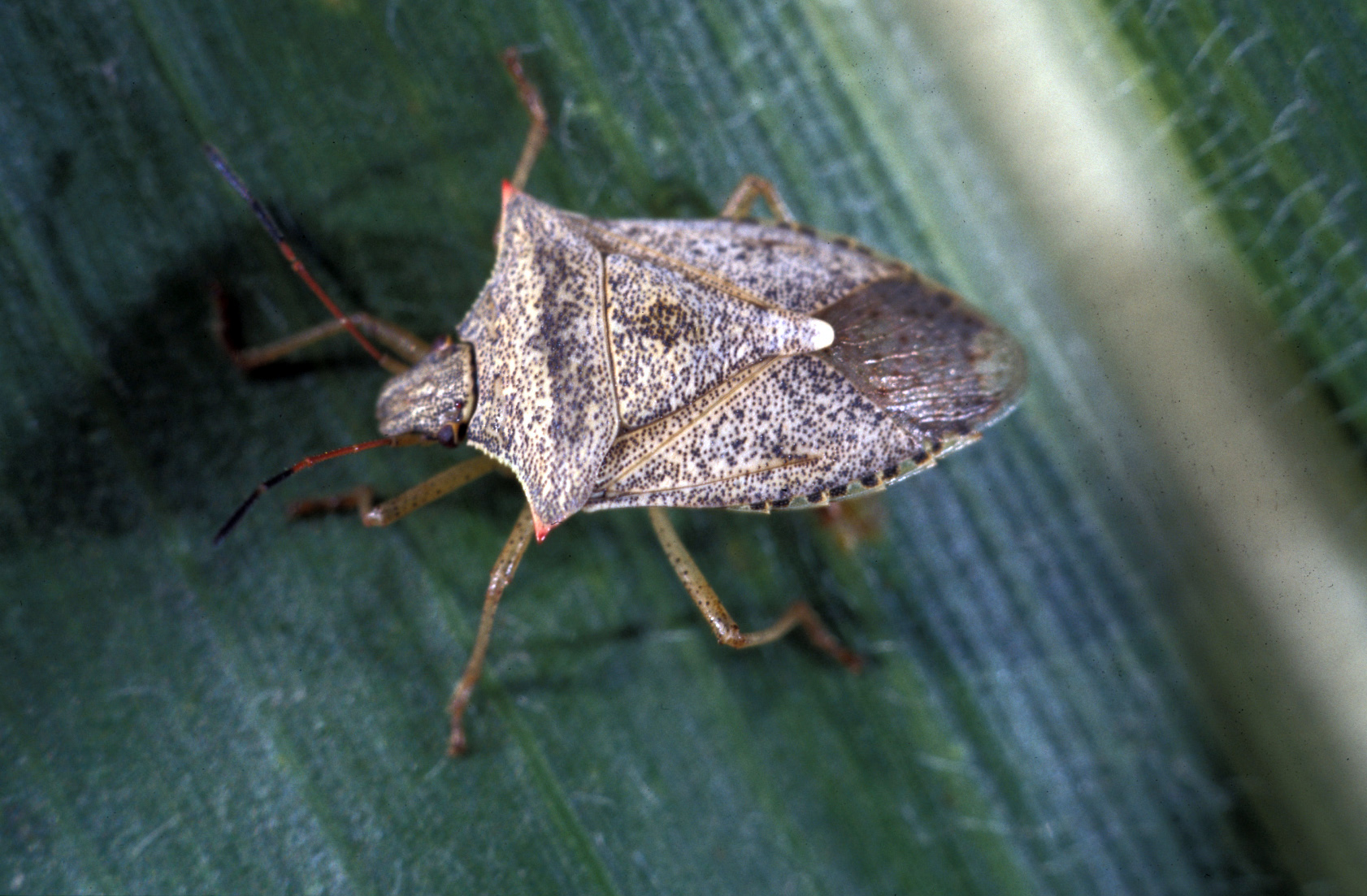 Stink bugs: A practical guide for exporters and shippers - Wallenius  Wilhelmsen