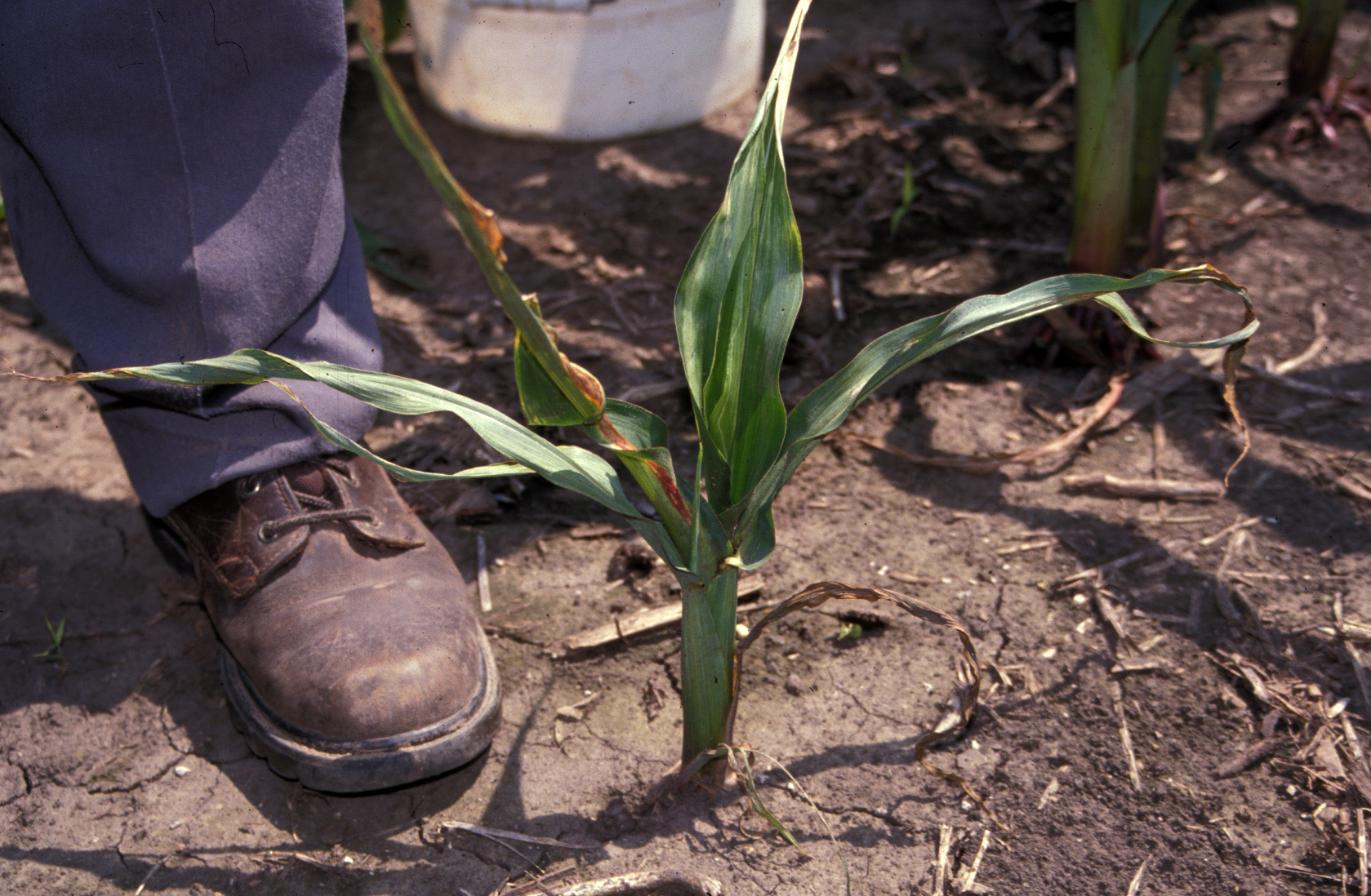 Boot next to corn plant infected with Stewart's disease