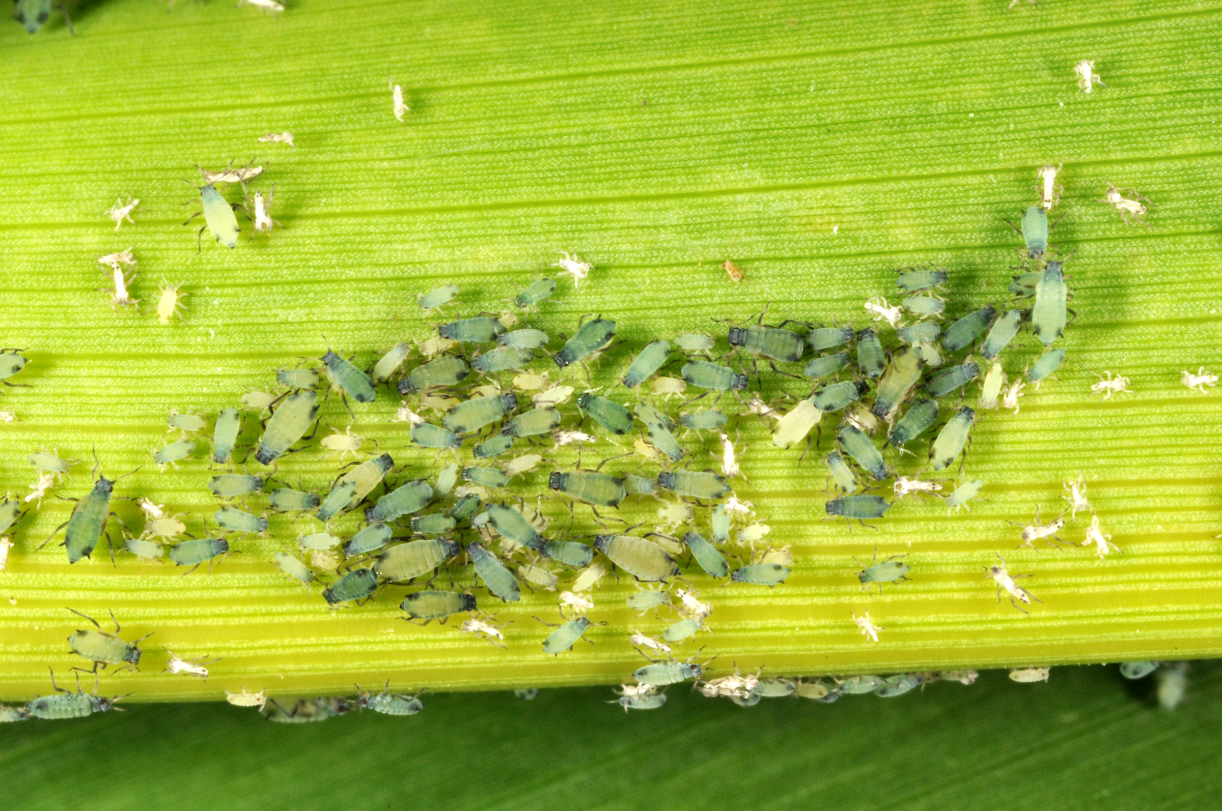 Corn leaf aphid adults and nymphs