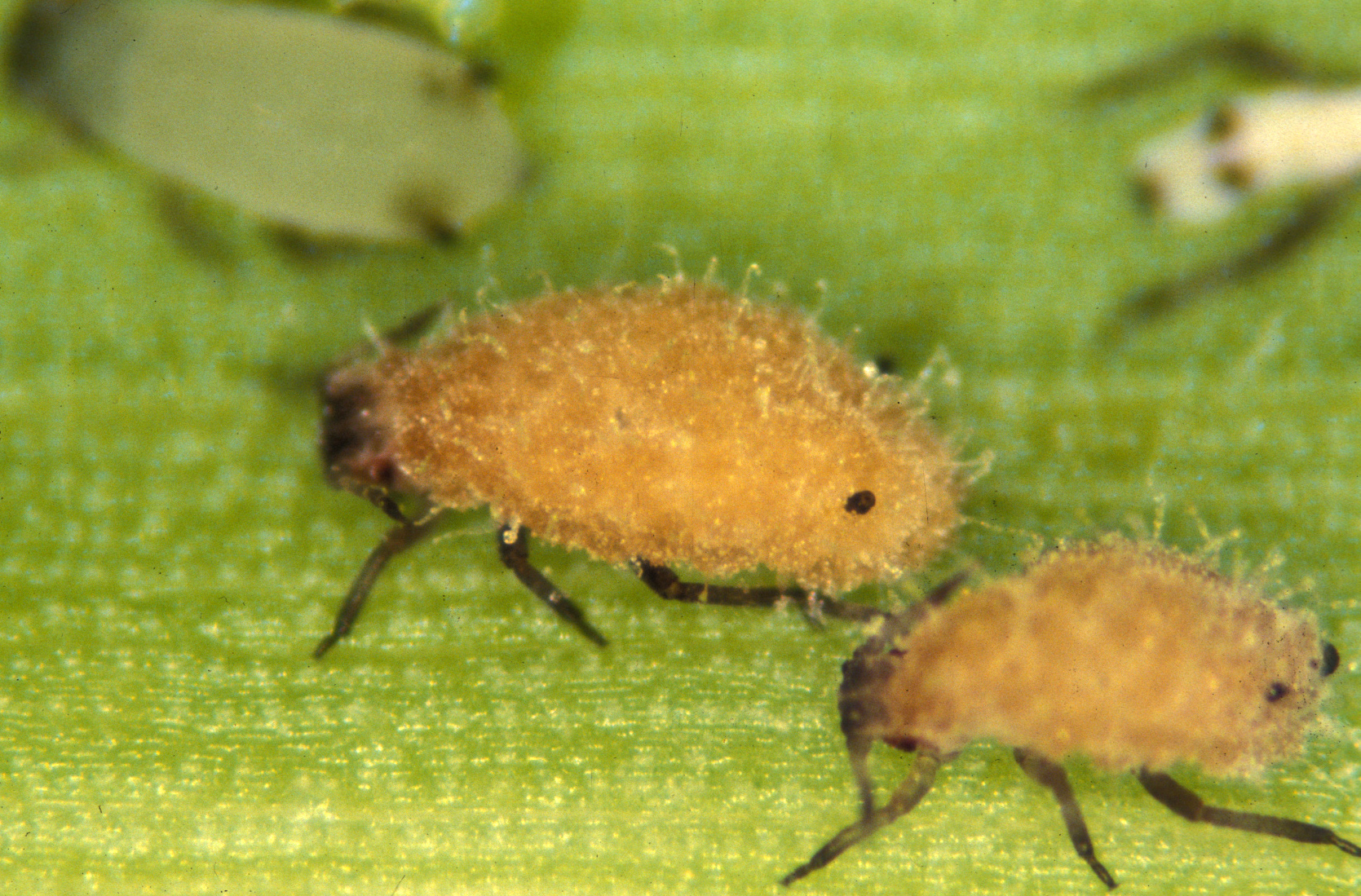 Diseased aphids