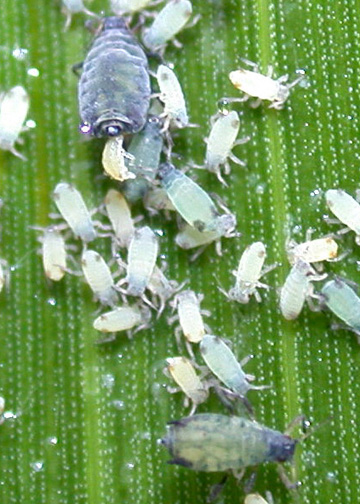 aphids live birth