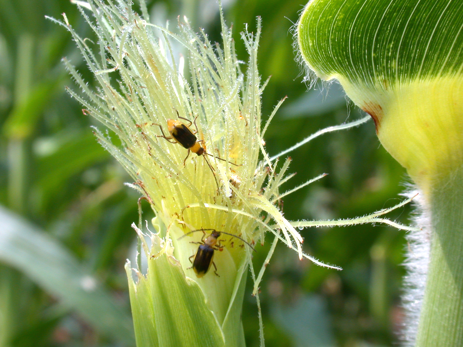 corn rootworm (adult)