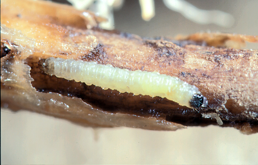 Corn rootworm larva feeding on a corn root
