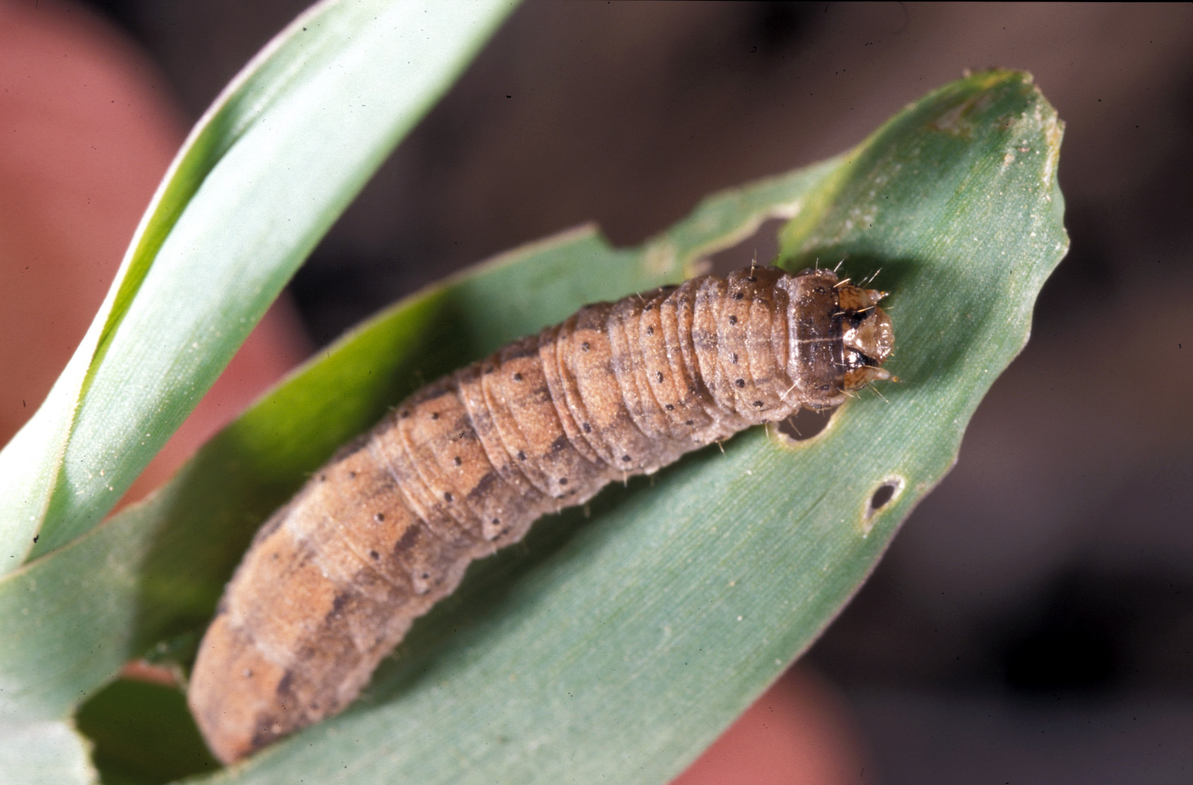 other cutworms