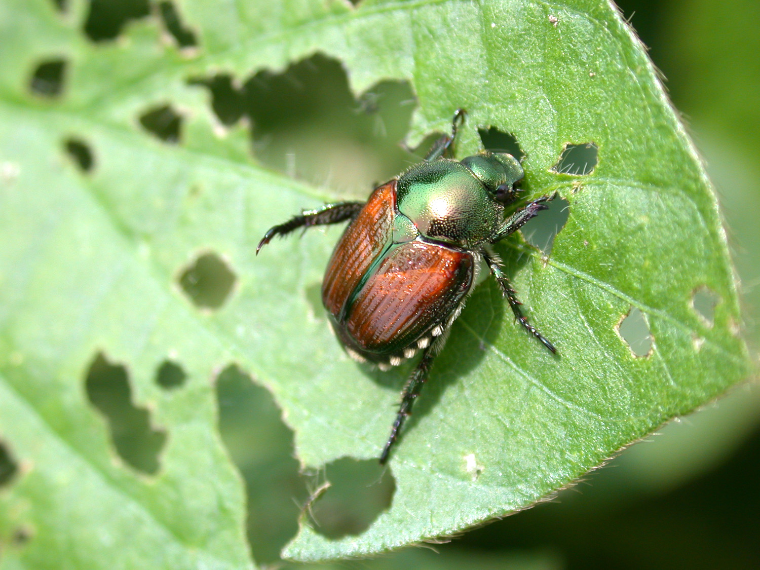 japanese beetle