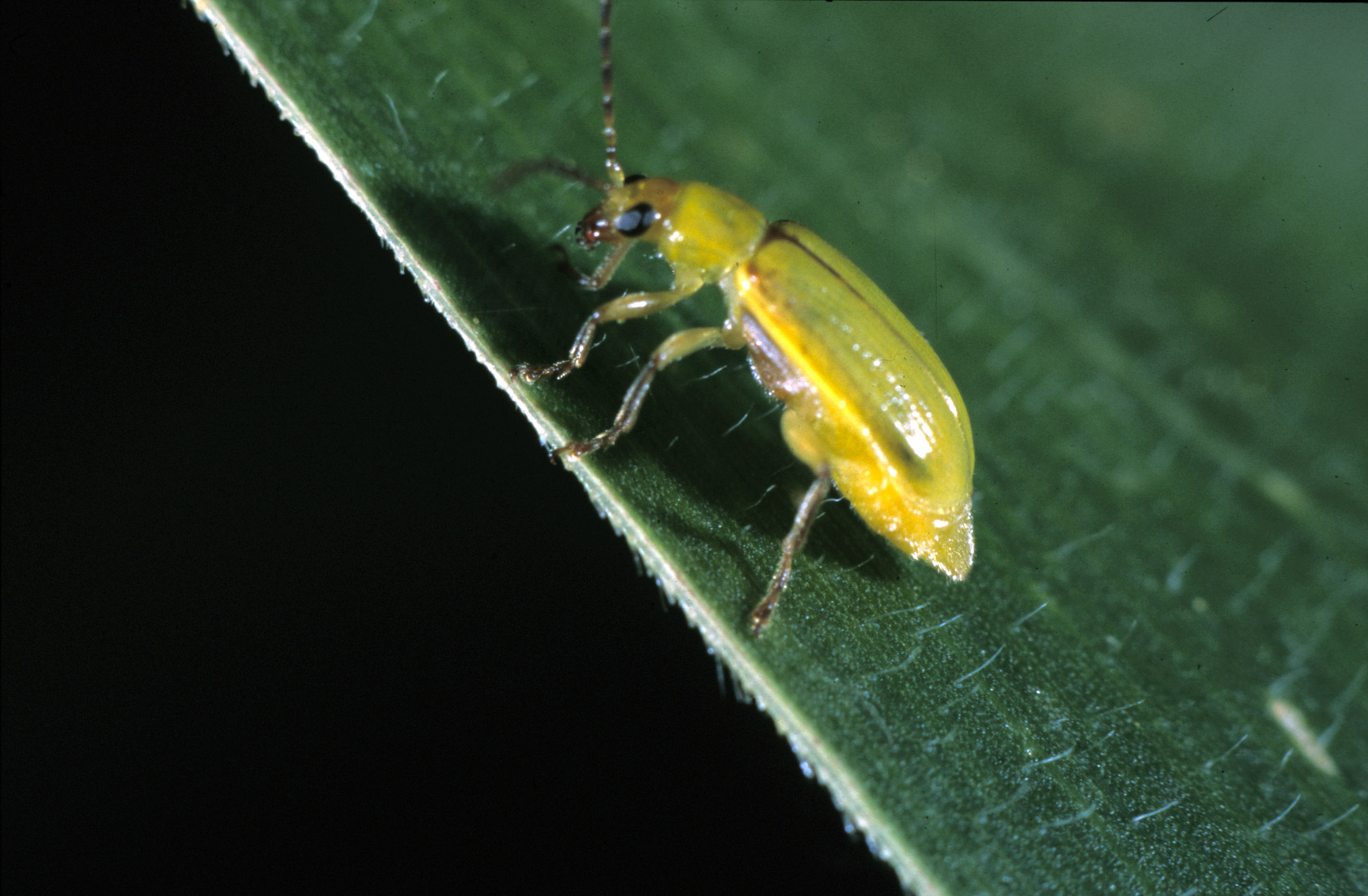 Northern corn rootworm adult on a corn leaf