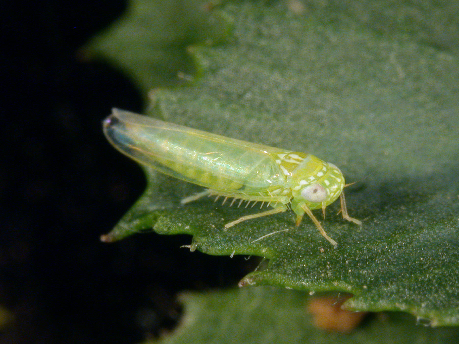 potato leafhopper