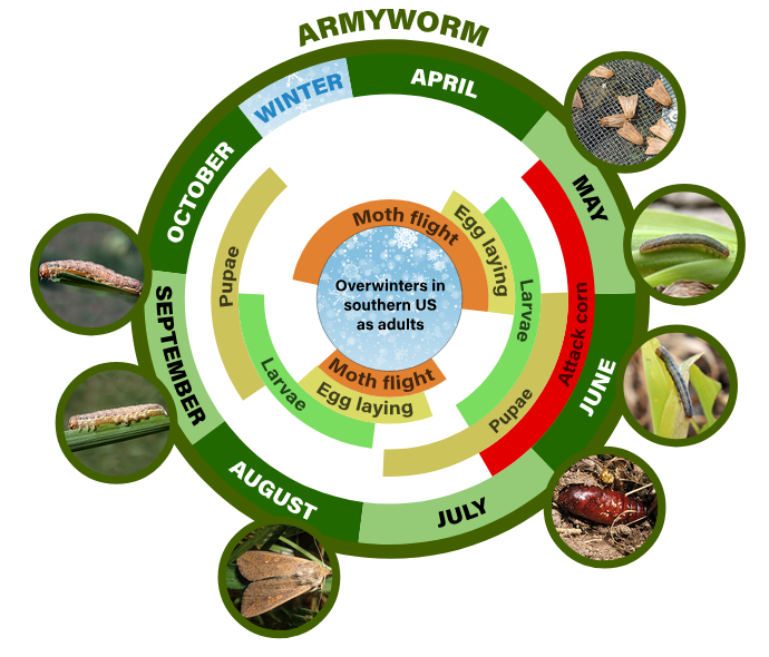 armyworm life cycle