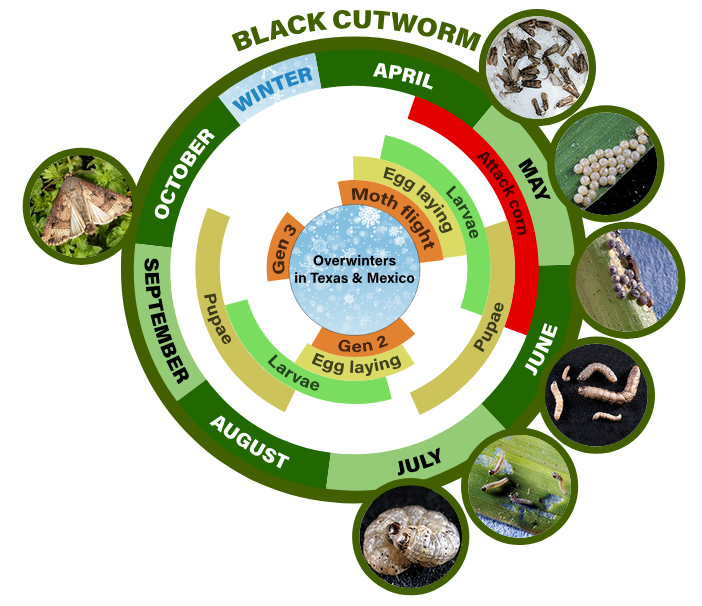 black cutworm life cycle