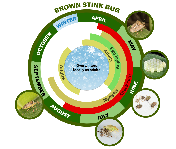 brown stink bug life cycle