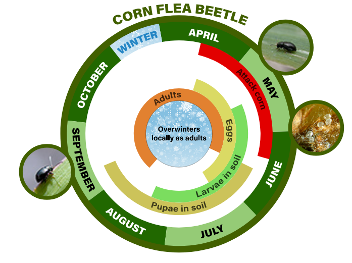 corn flea beetle life cycle