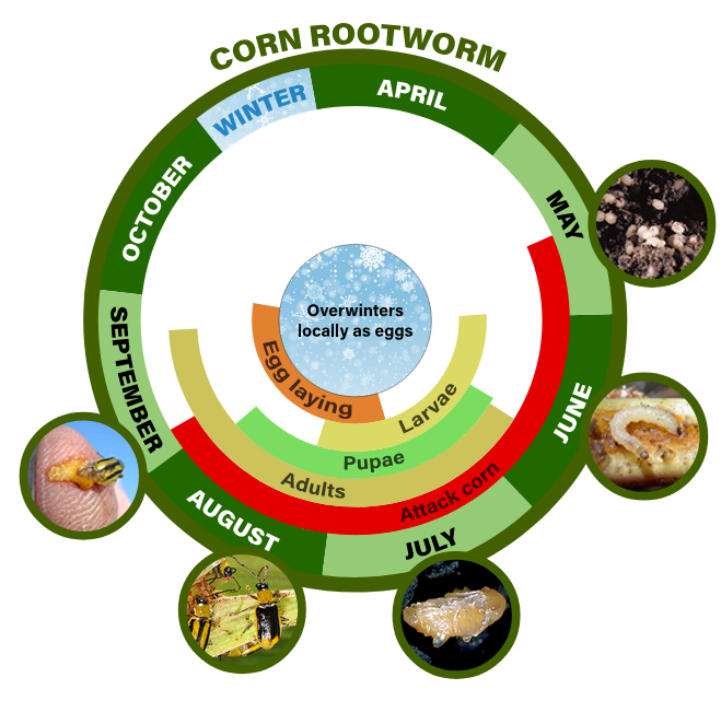 corn rootworm life cycle